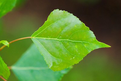 Populus nigra 'Italica' - topol černý - list